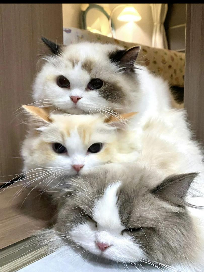 🐱✨ Cat Stack Challenge
