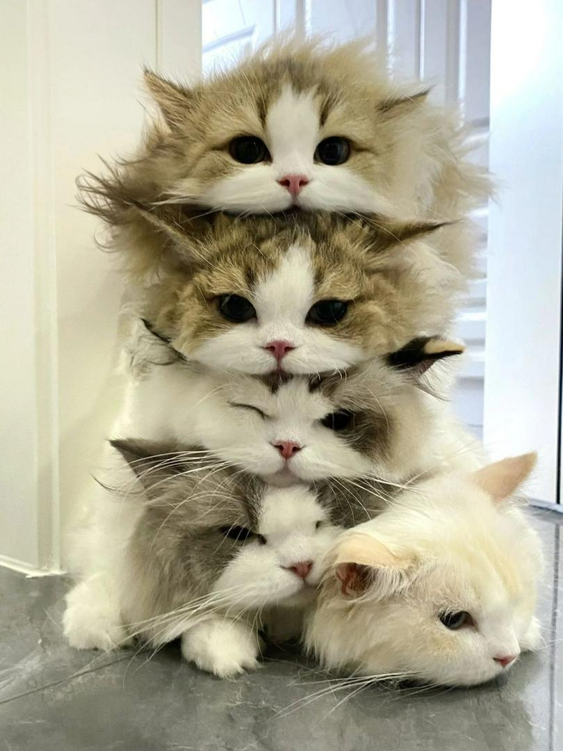 🐱✨ Cat Stack Challenge