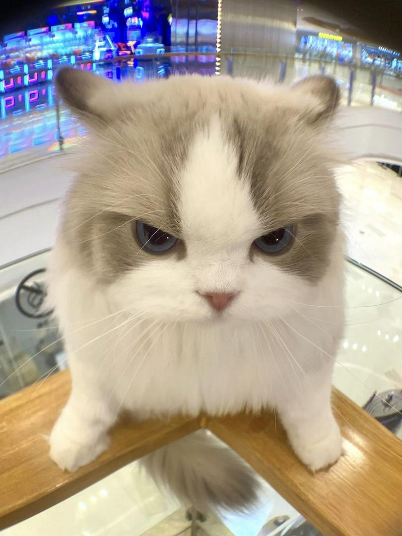 😾 ➡️ 😸