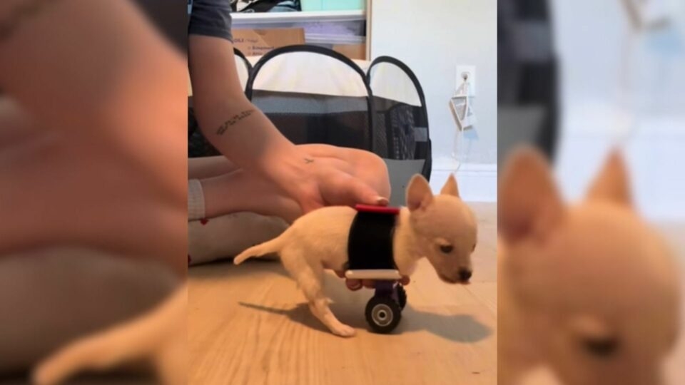 She Lost Her Legs... But Not Her Smile