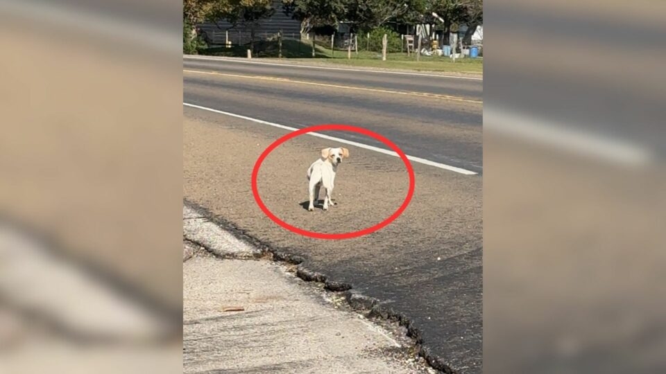 Pup Was Walking Alone on a Busy Road 😢