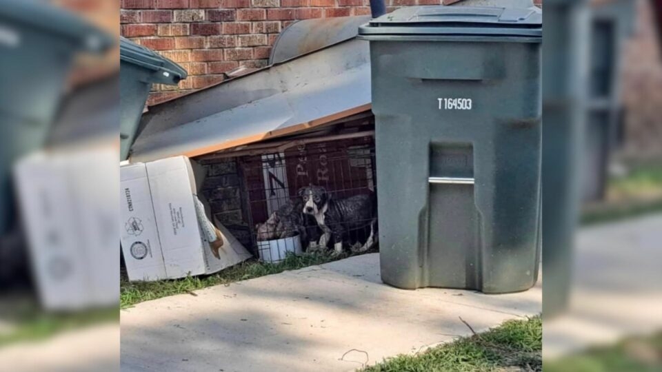 3 Fearful Puppies Found Alive in Trash 😢