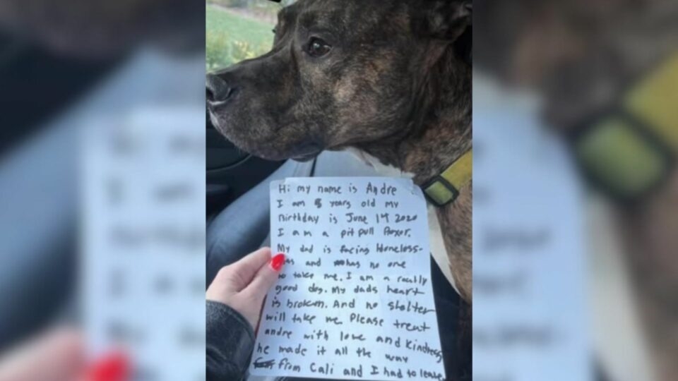 Dog Left in Storm With a Note Attached 😢