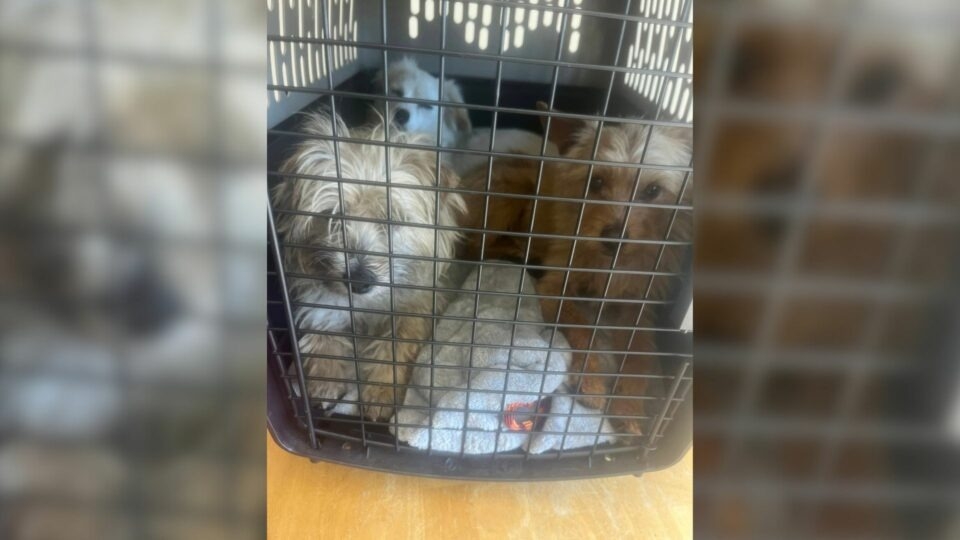 3 Abandoned Puppies Found Hugging in Fear