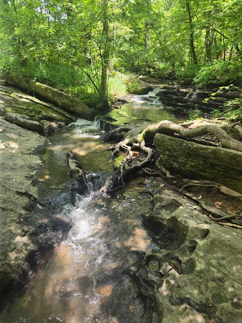 Nature Walk, connecting with earth.