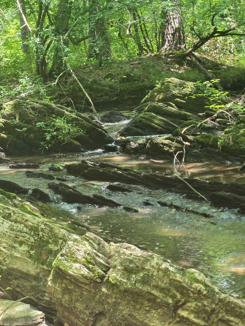 Nature Walk, connecting with earth.