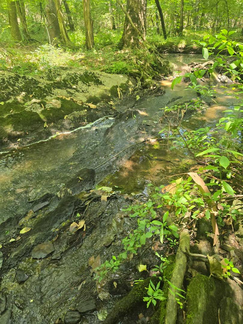 Nature Walk, connecting with earth.