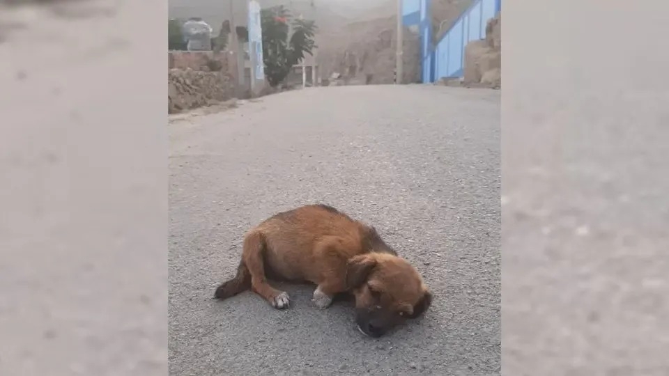Crying Puppy Found Alone in the Middle of Road