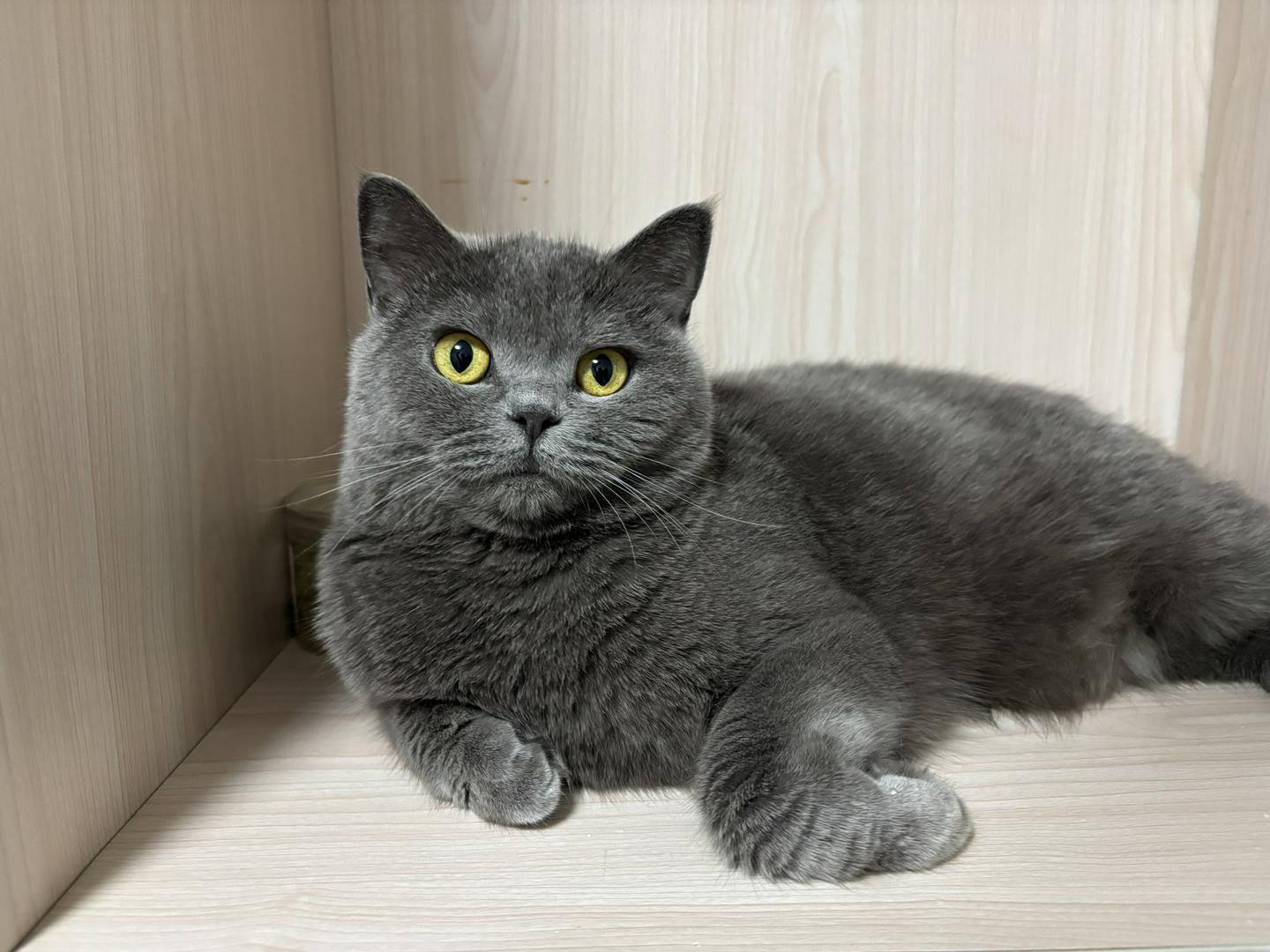 🐾 "Show me your fur babies! 🐱❤️