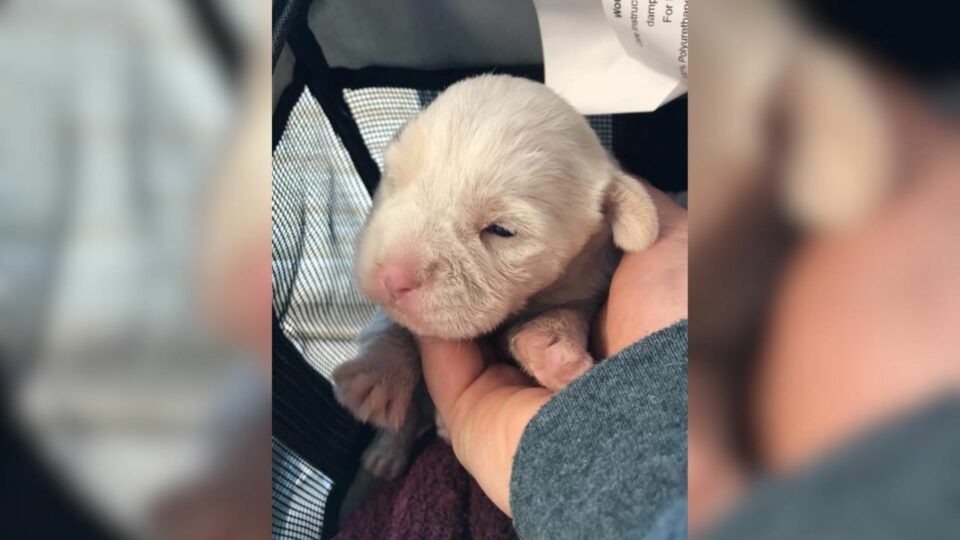 He Was Just Born… But They Dumped Him