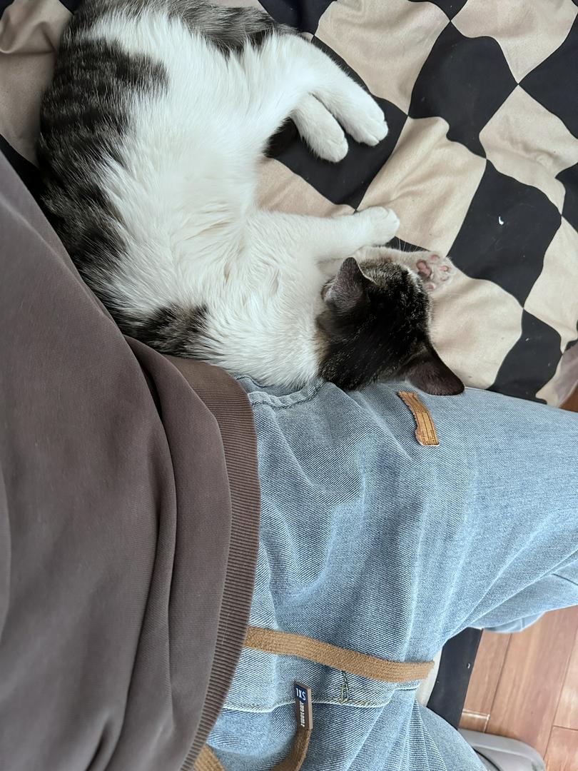 Follow-up to the stray cat!