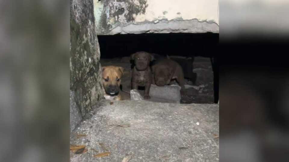 Stray Dog Begs Rescuer to Save Her Babies