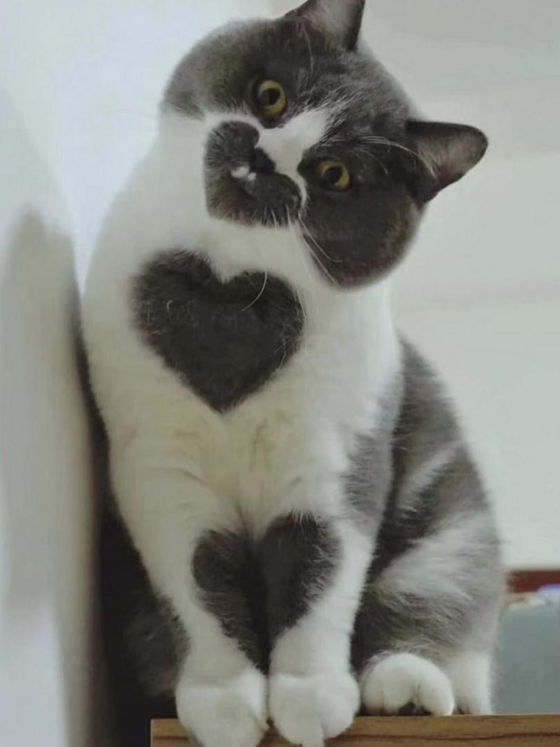 💘 How many hearts can you spot?
