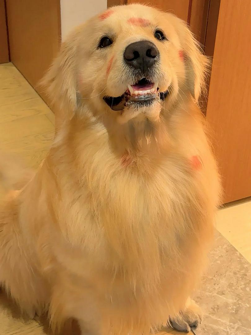 Ma Majiang~ I'm back from fooling around🐶
