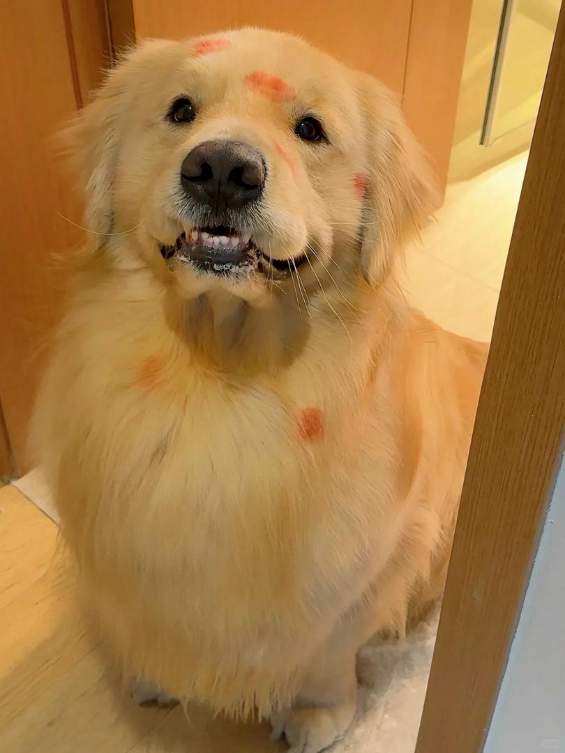 Ma Majiang~ I'm back from fooling around🐶