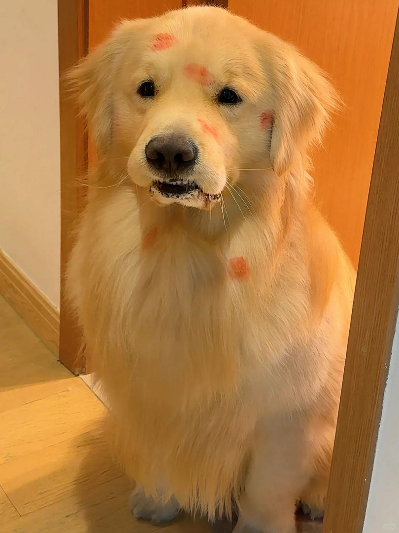 Ma Majiang~ I'm back from fooling around🐶