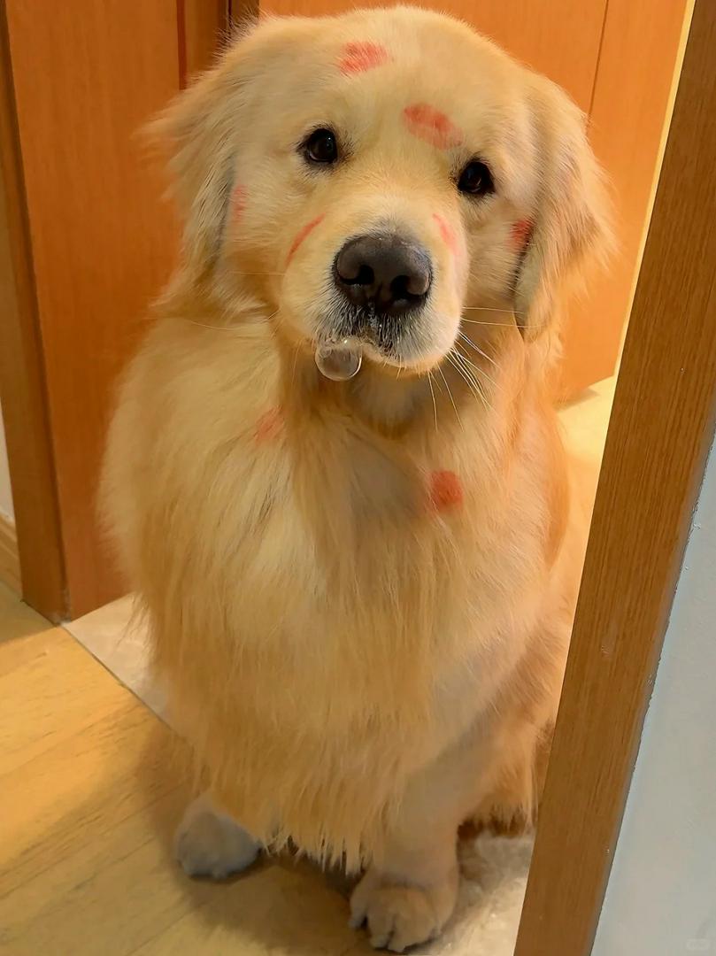 Ma Majiang~ I'm back from fooling around🐶