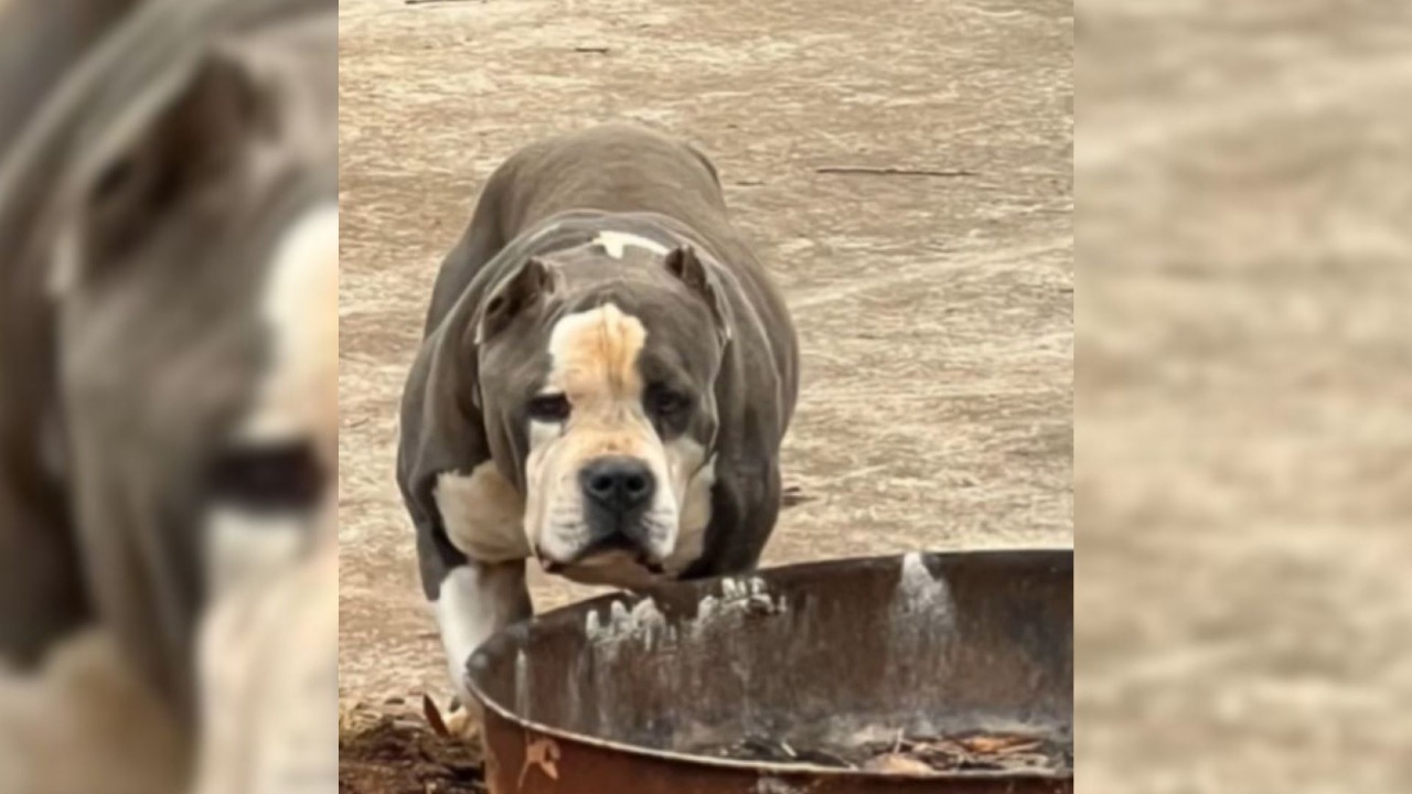 She Took The Dog Home For 1 Night… And Cried