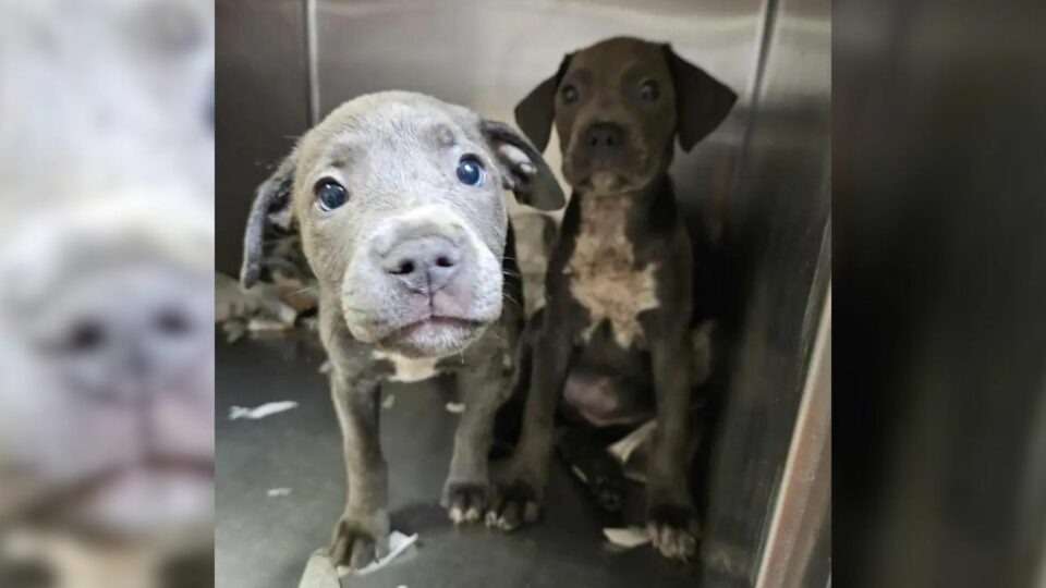 11 Helpless Puppies Found Locked In Crate