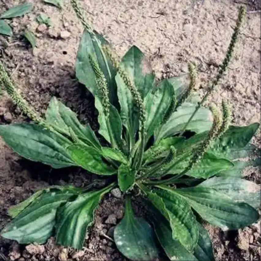 🥬The Humble Hero by Your Feet: Plantago asiatica