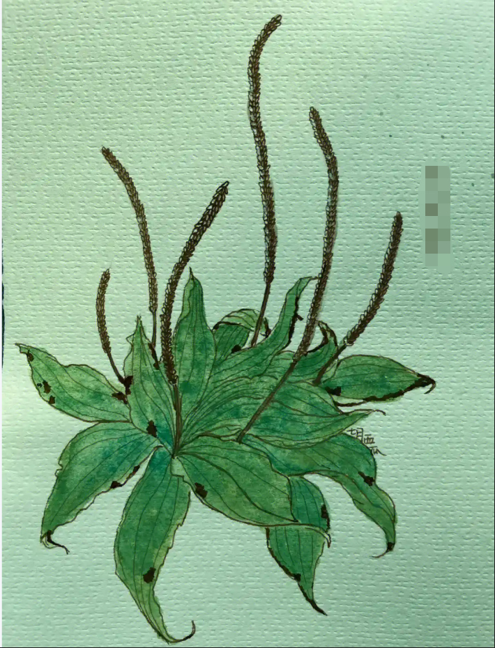 🥬The Humble Hero by Your Feet: Plantago asiatica