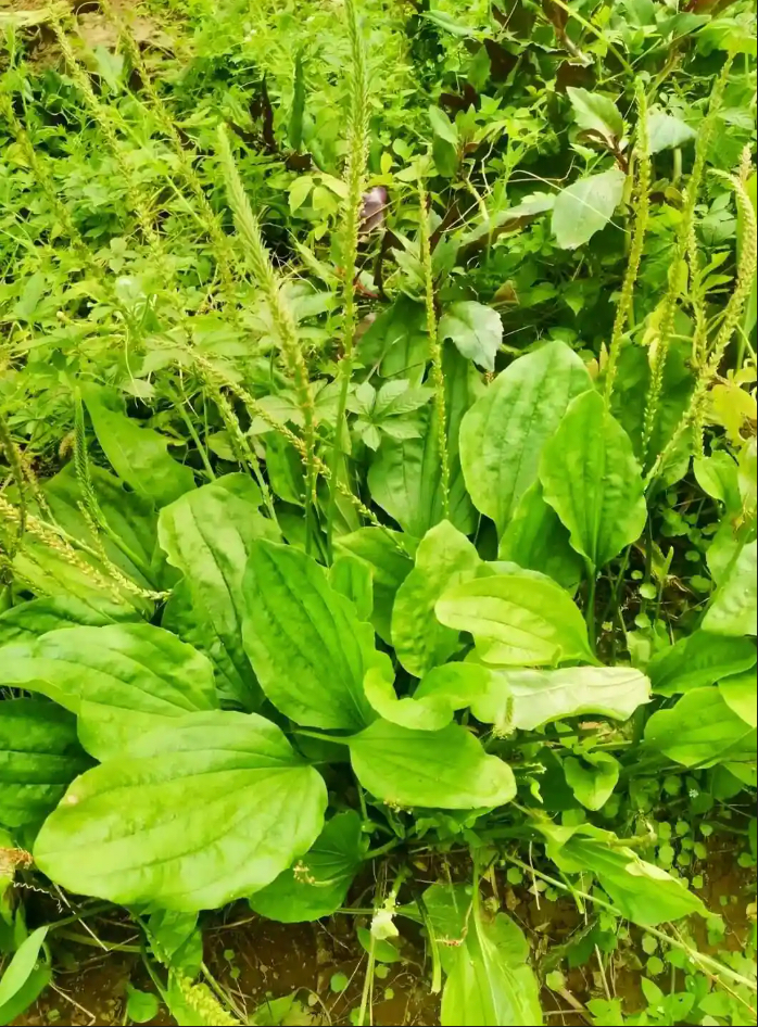 🥬The Humble Hero by Your Feet: Plantago asiatica