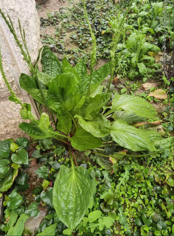 🥬The Humble Hero by Your Feet: Plantago asiatica