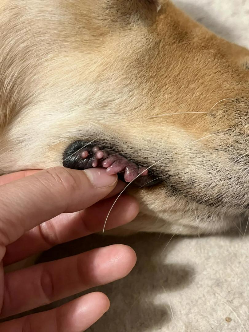 Why Did My Dog’s Tooth Turn Pink?! 😱