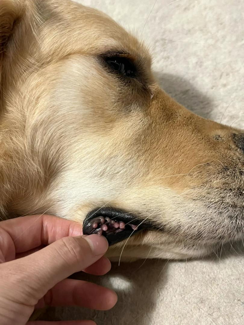 Why Did My Dog’s Tooth Turn Pink?! 😱