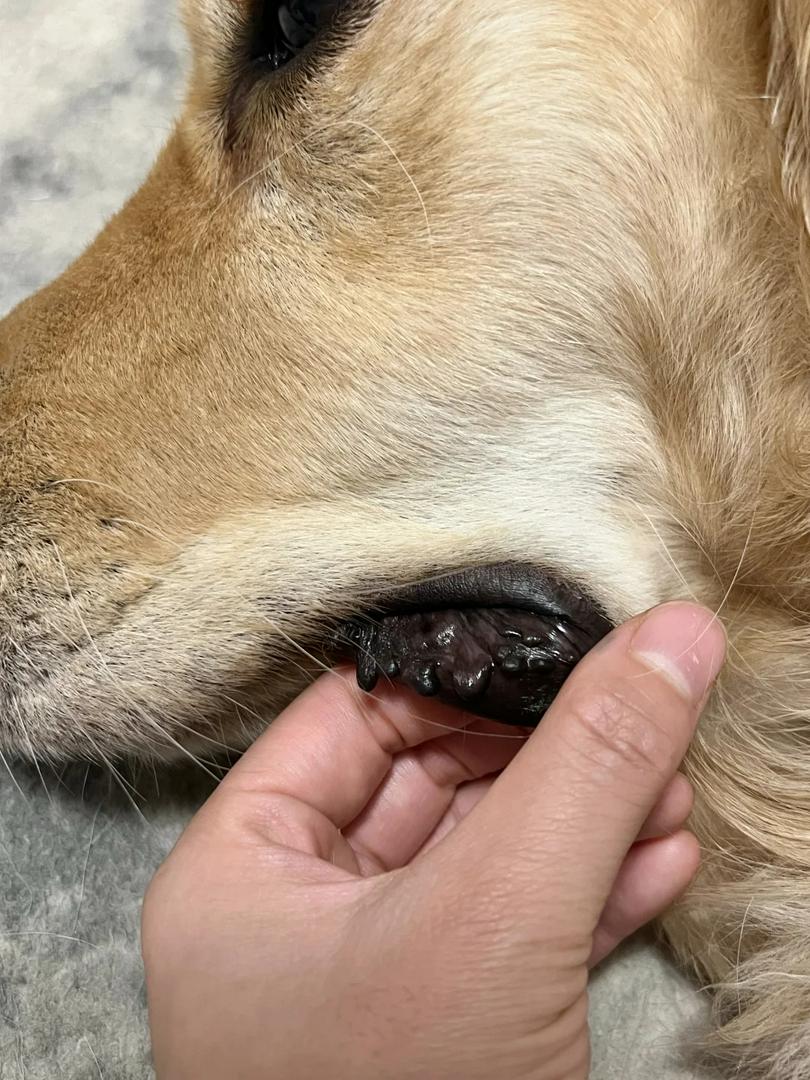 Why Did My Dog’s Tooth Turn Pink?! 😱