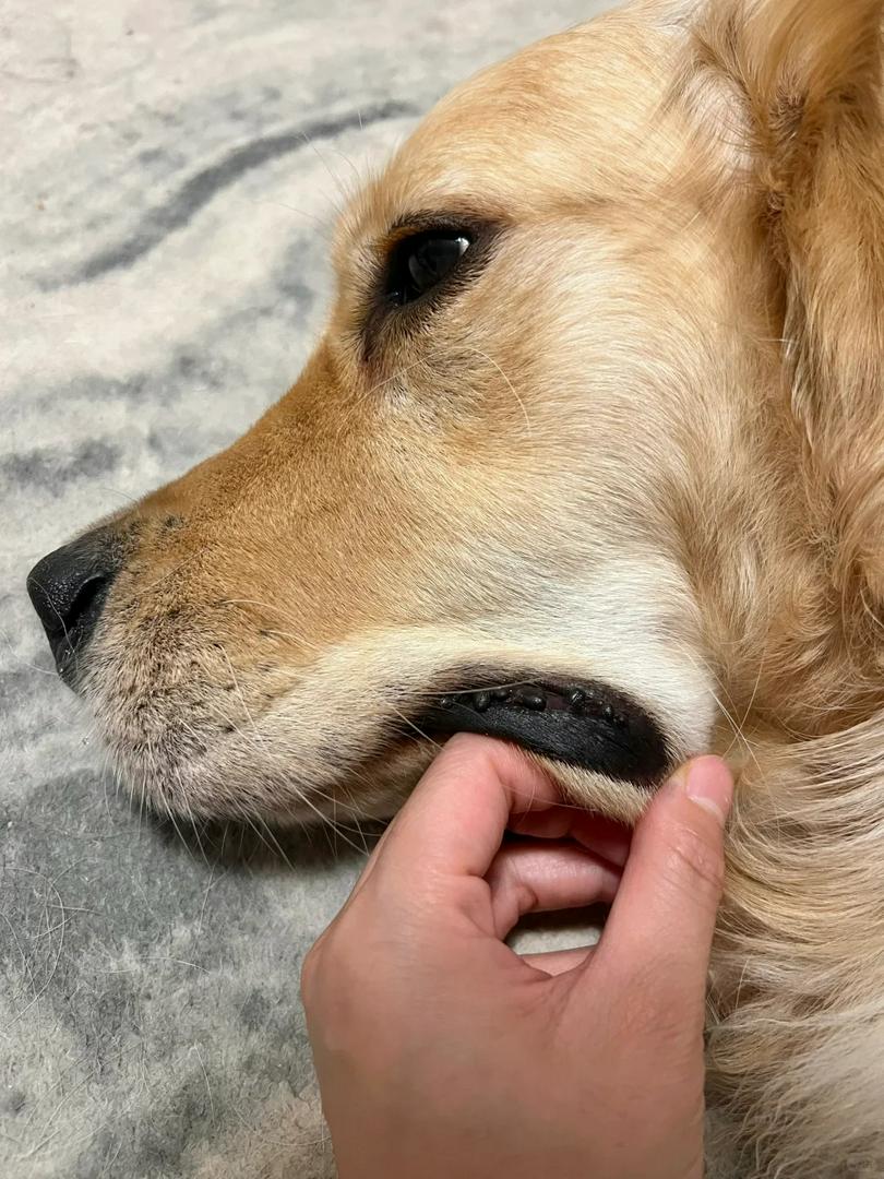 Why Did My Dog’s Tooth Turn Pink?! 😱