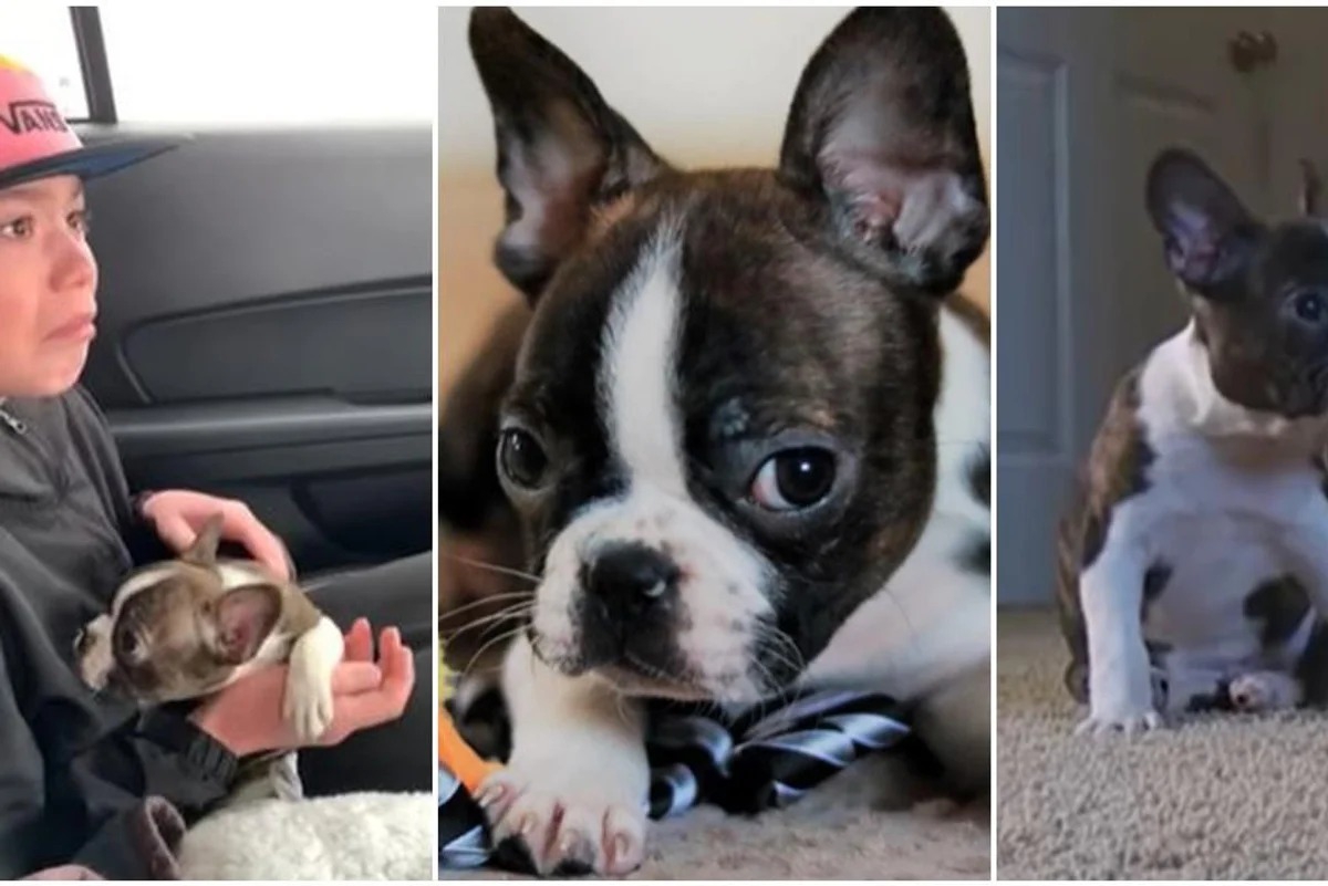 His Puppy Came With a Heartbreaking Truth