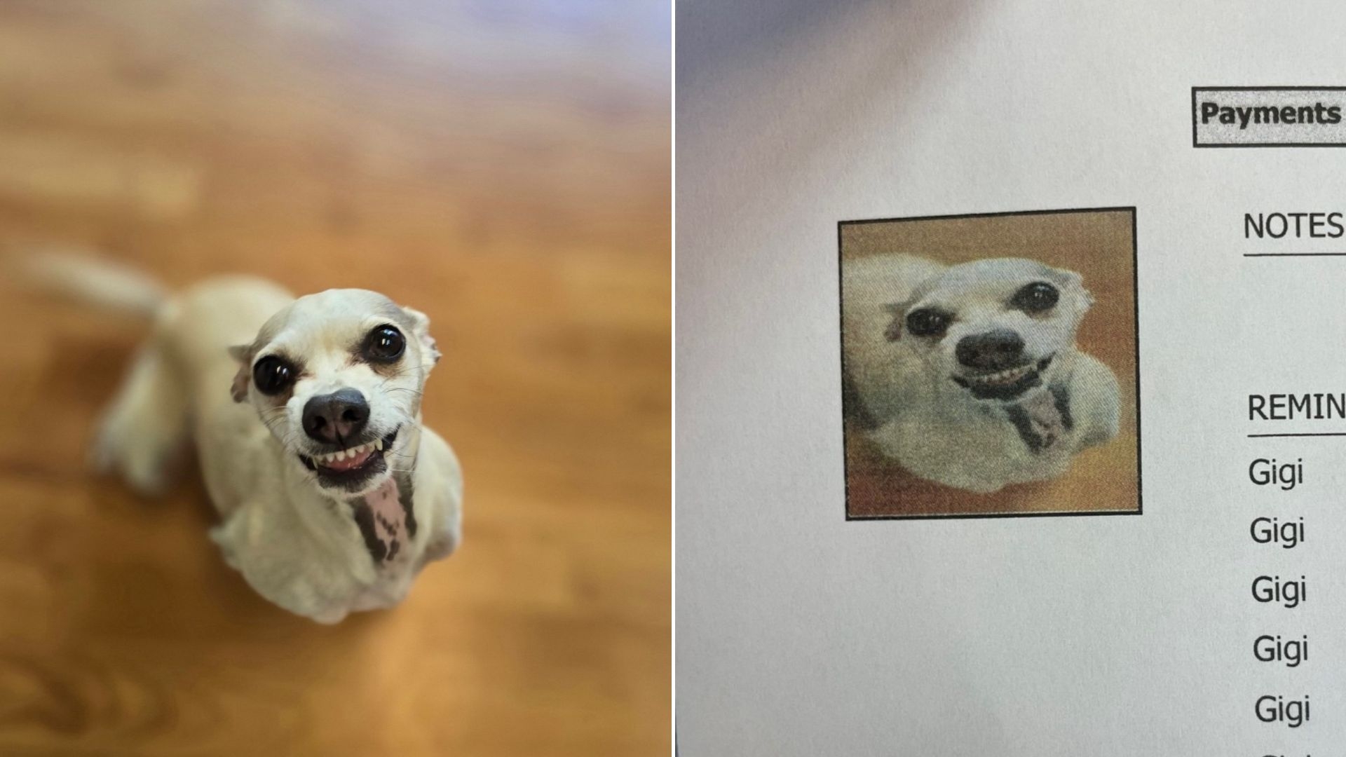 Dog's Medical Record Has Owner in Tears 😂