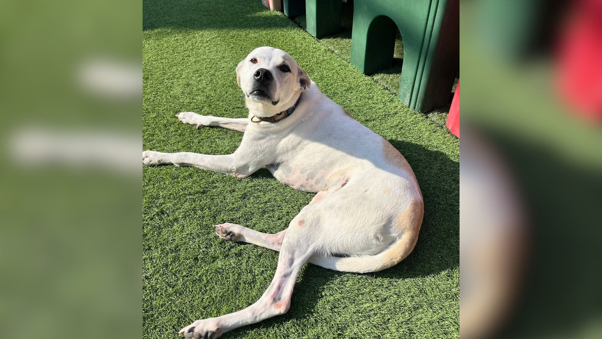 Shelter Dog Still Hopes After 3 Returns