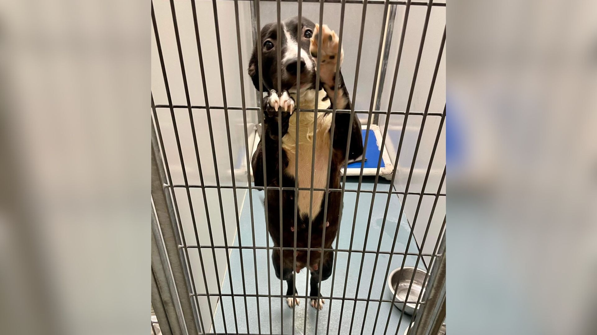 Dog Saved Seconds Before Euthanasia