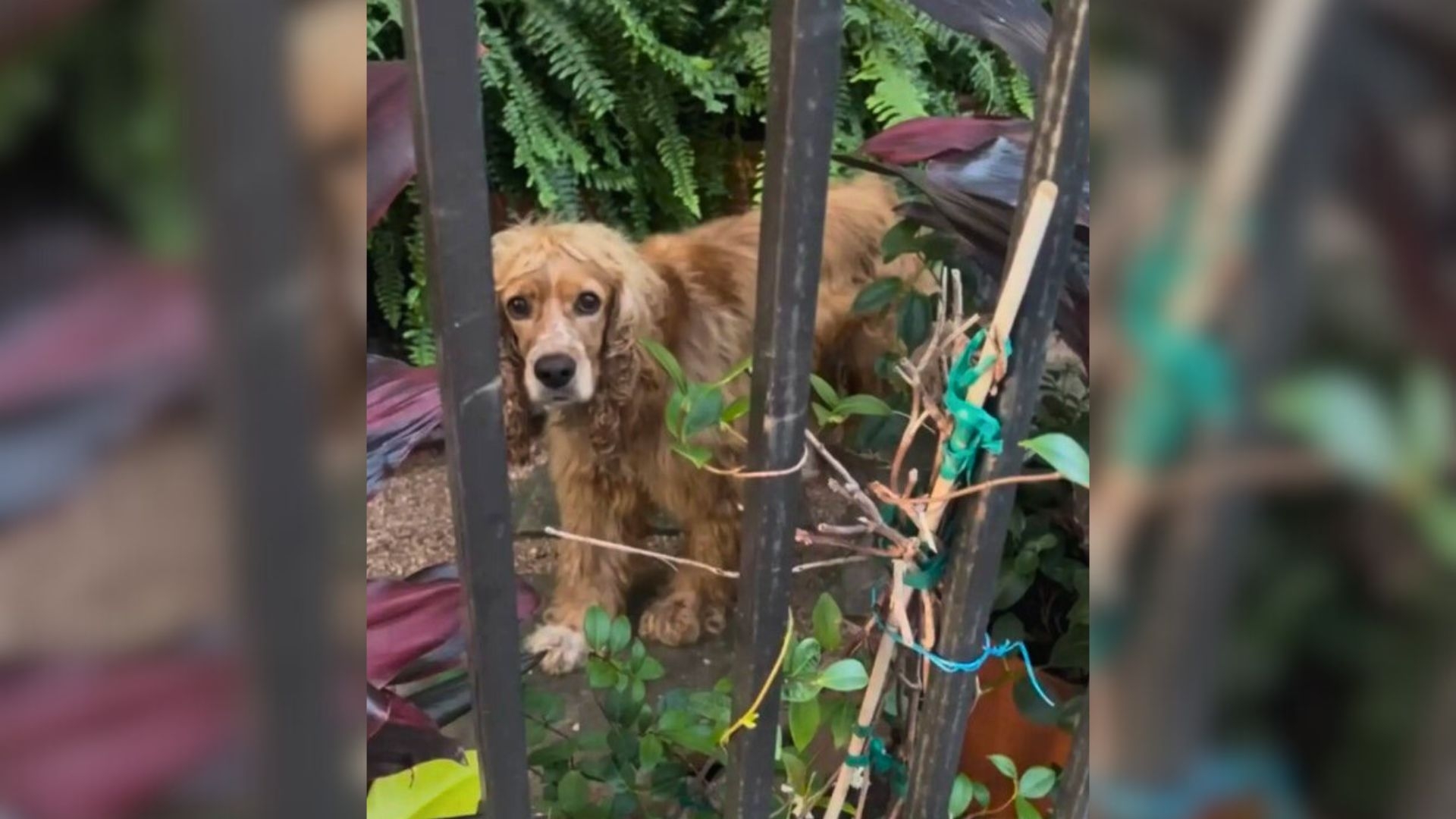 Sad Dog Watches Life From Behind a Fence
