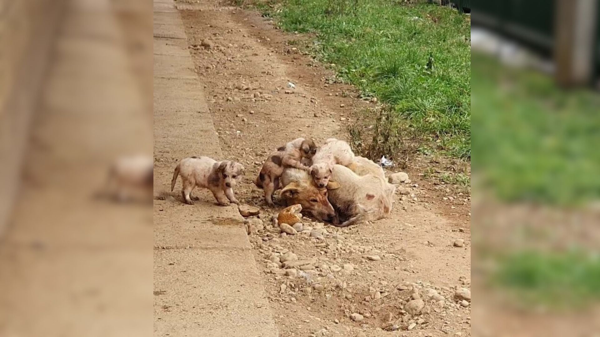 Injured Mama Dog Struggles to Protect Her Babies