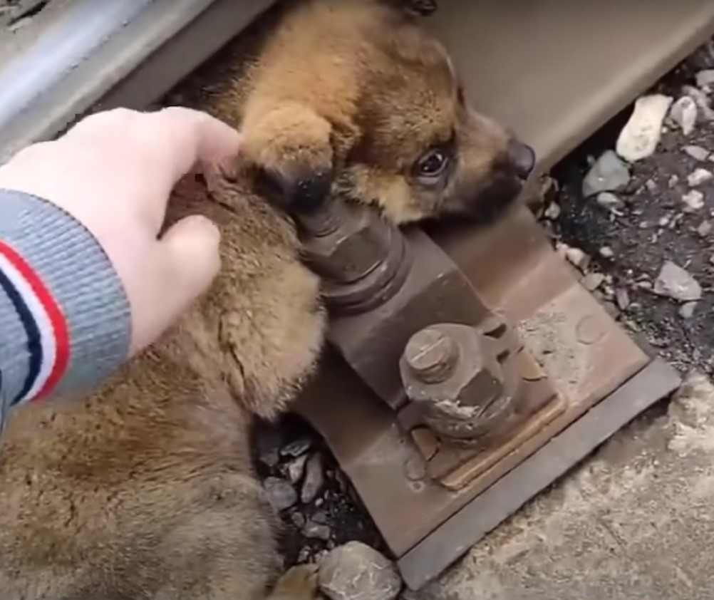This Poor Pup Was Stuck On A Railway