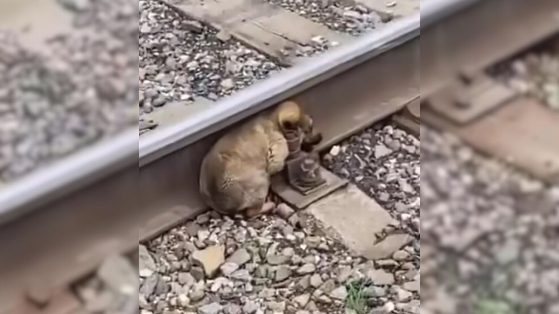 This Poor Pup Was Stuck On A Railway