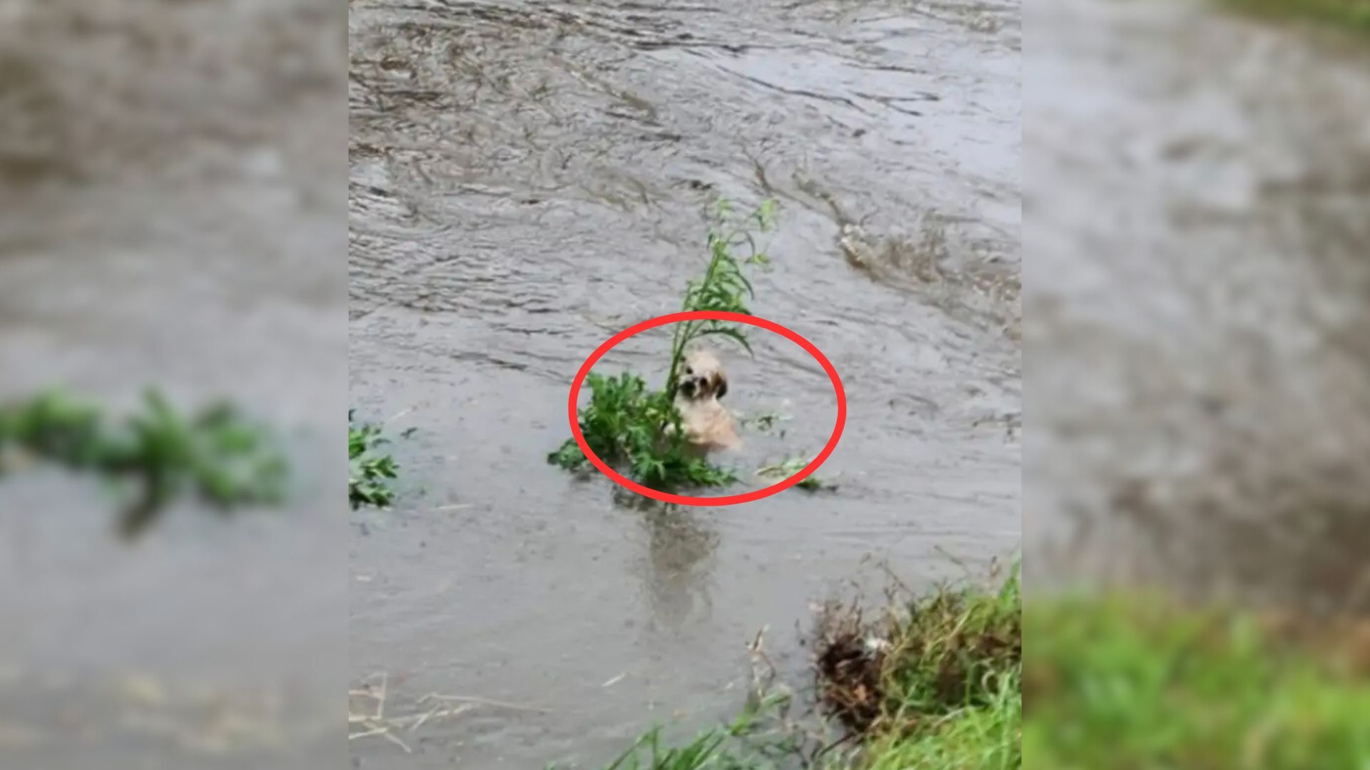Cold Puppy Found Alone in the Water