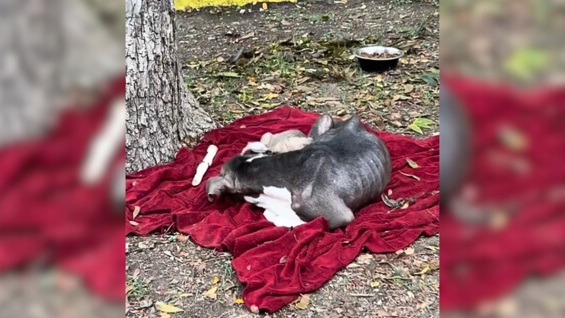She Was Left With Her Pups and Nothing Else