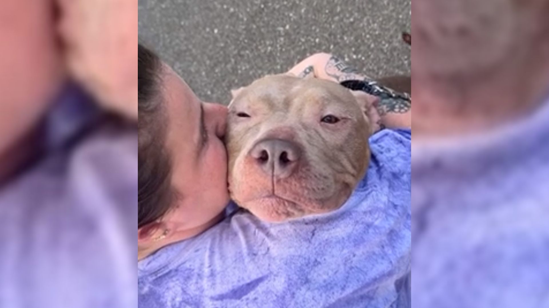 Dog Saved From Euthanasia by Microchip