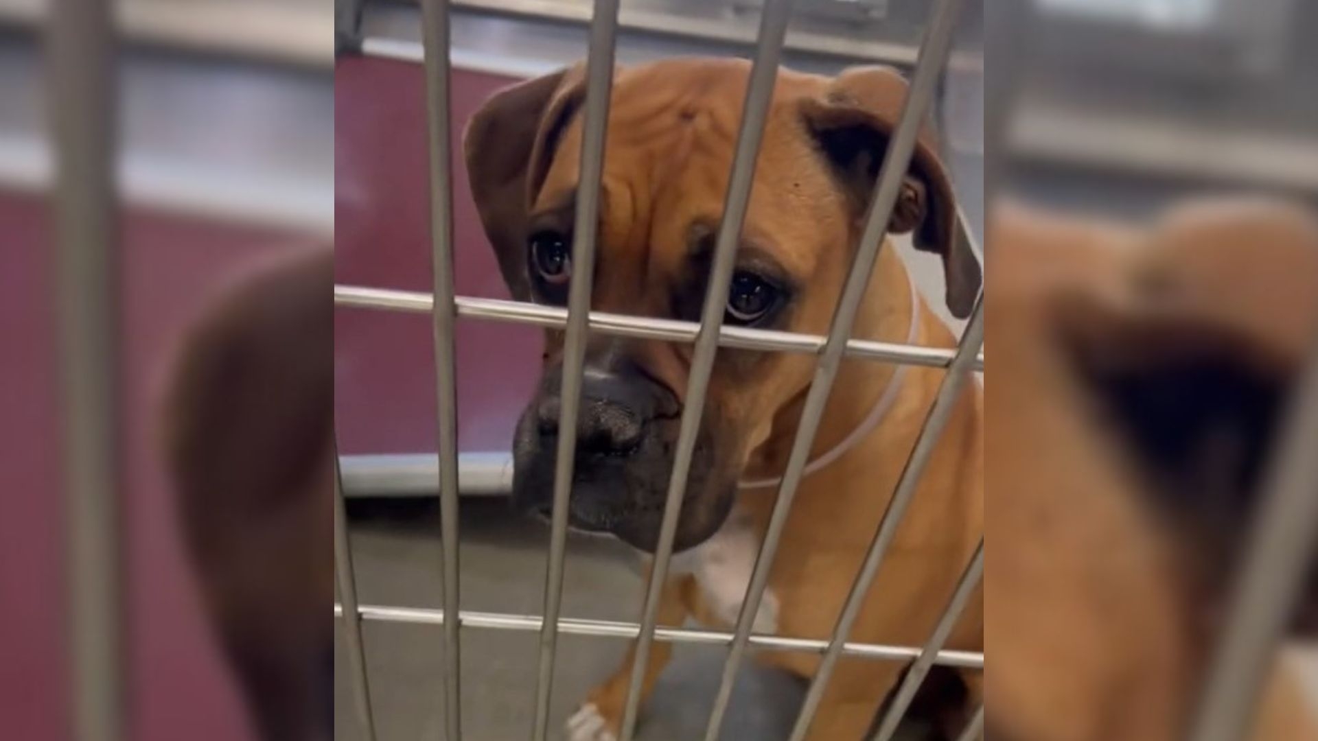 One Special Day Saved Her From Euthanasia