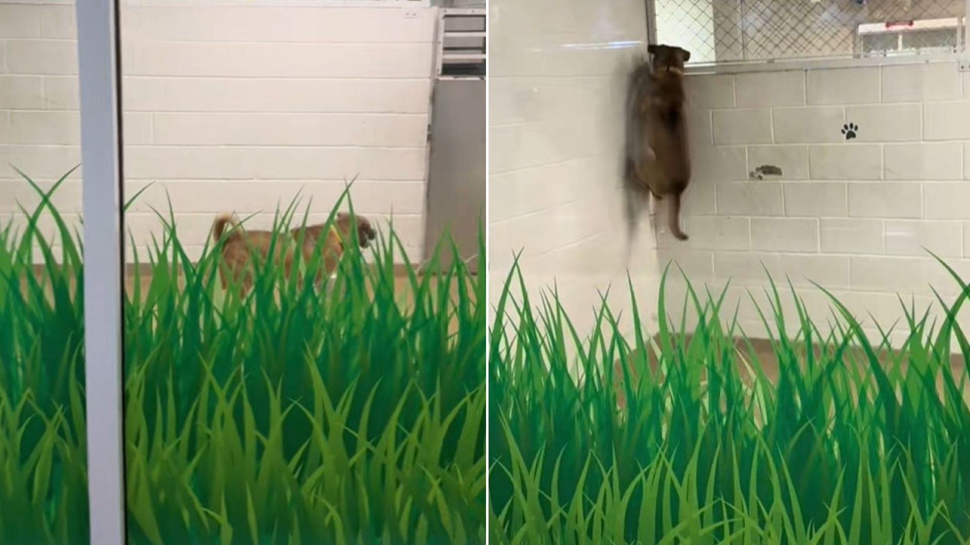 Dog’s Reaction After 770 Days Breaks Hearts