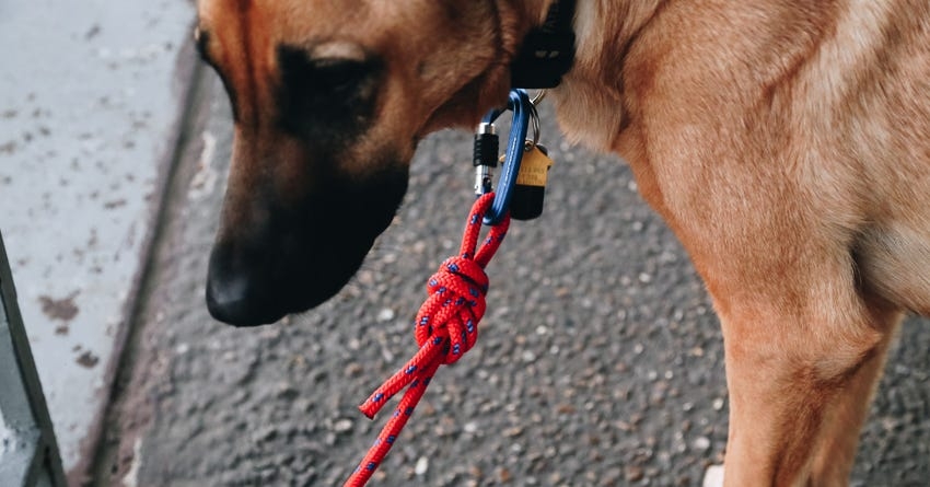 Dog Abandoned in Heat, Man Faces Charges