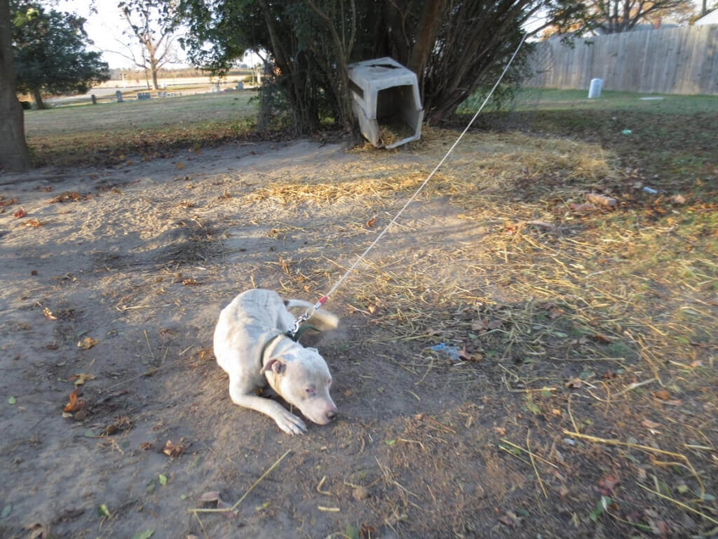 She Found a Dog Tied Up at Her New House