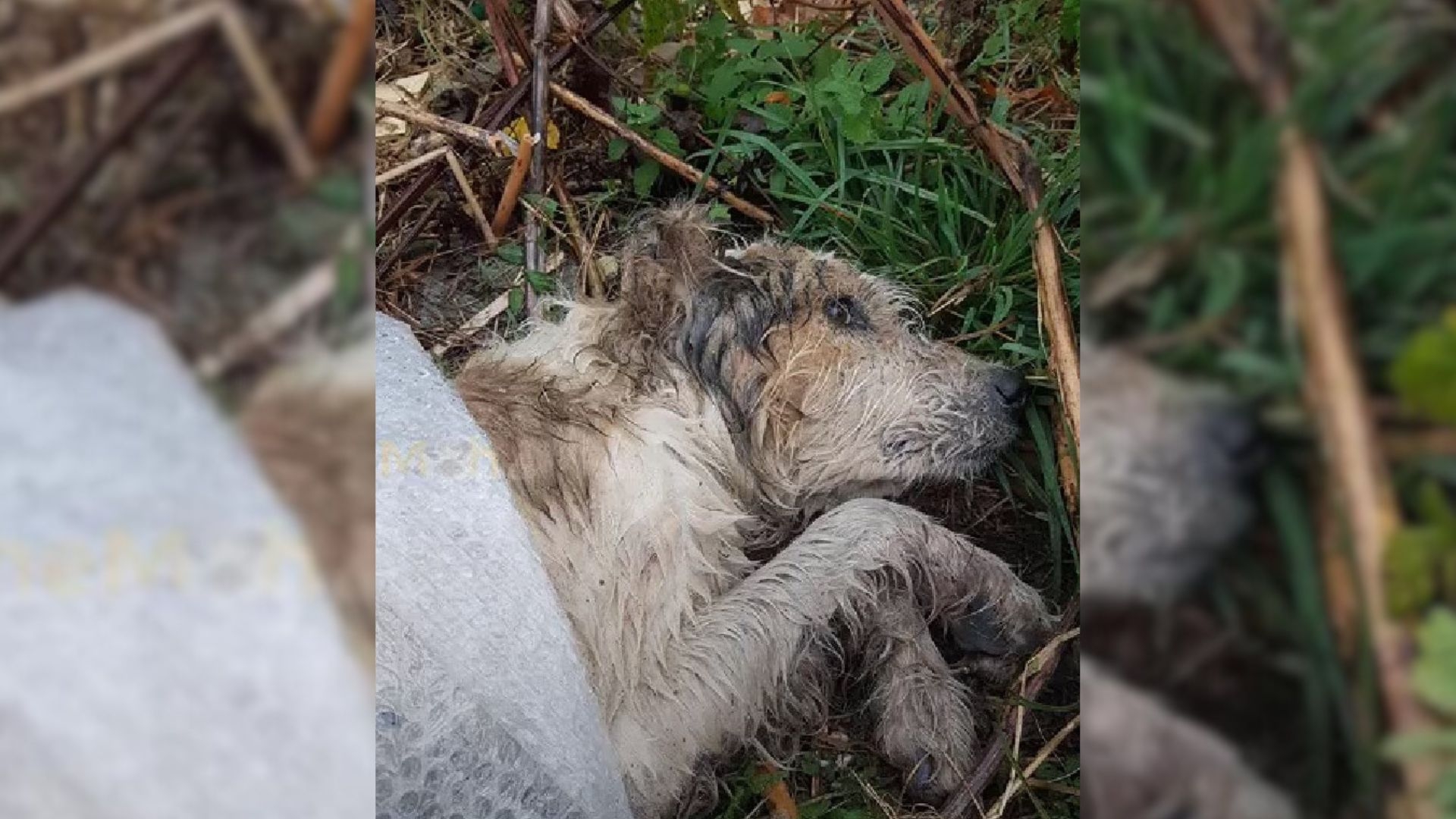 Dog Dumped in Woods Cries for Help