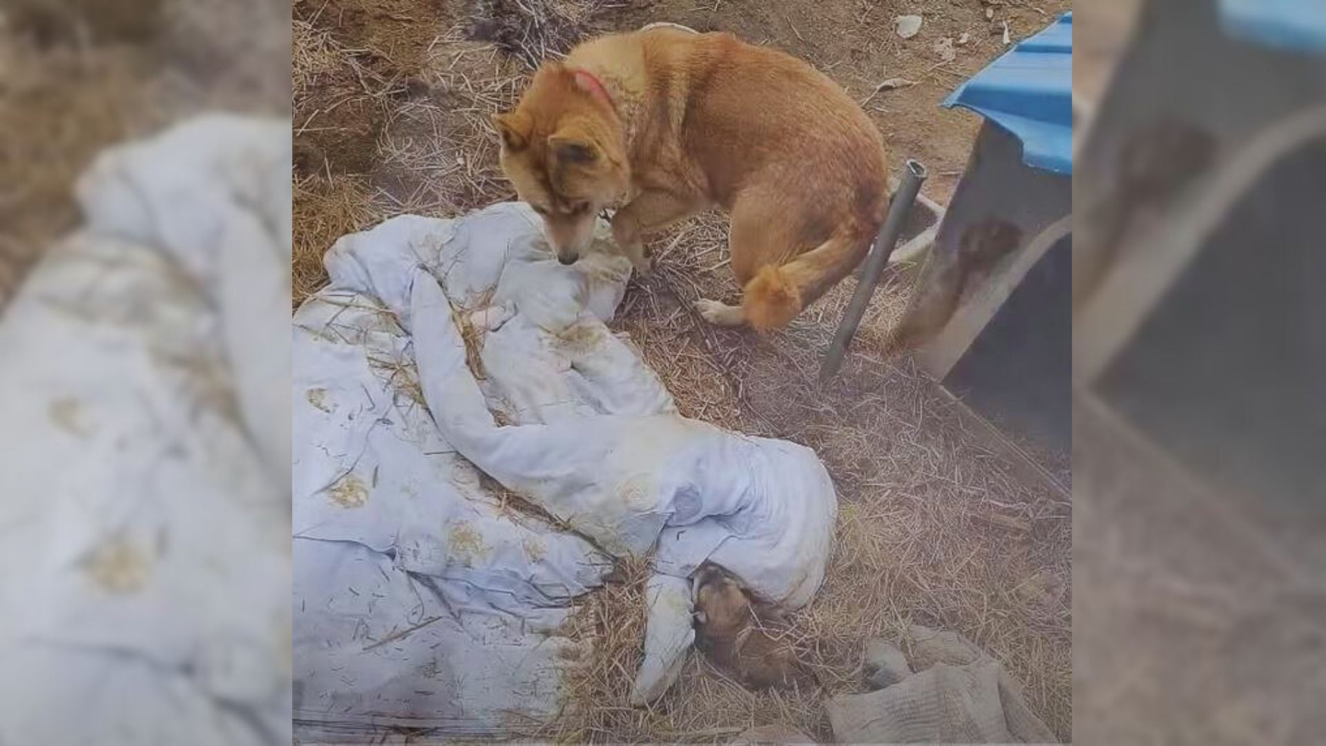 Chained Mom Dog Begs to Feed Her Puppies