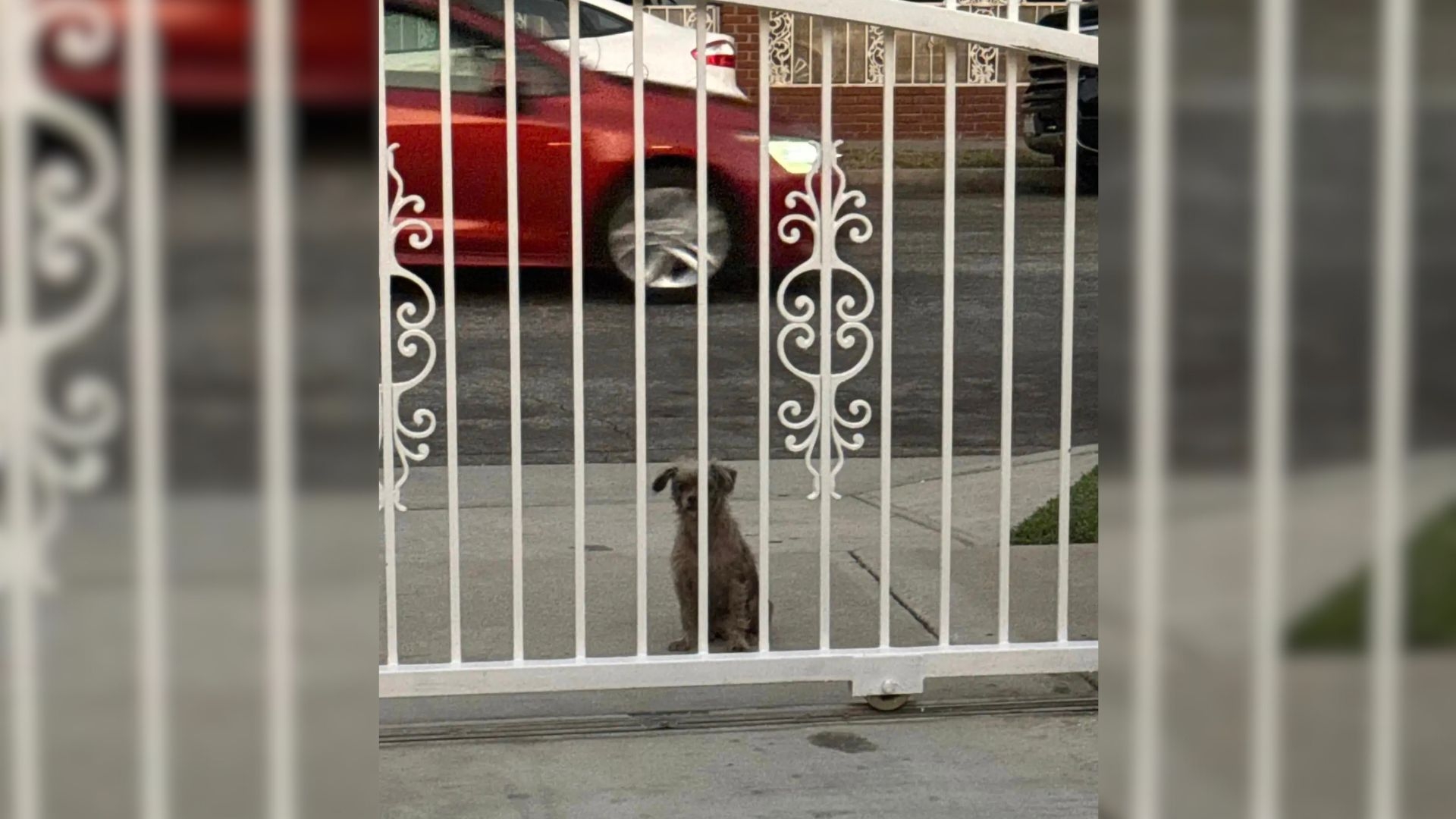 Stray Dog Begs People to Take Her In