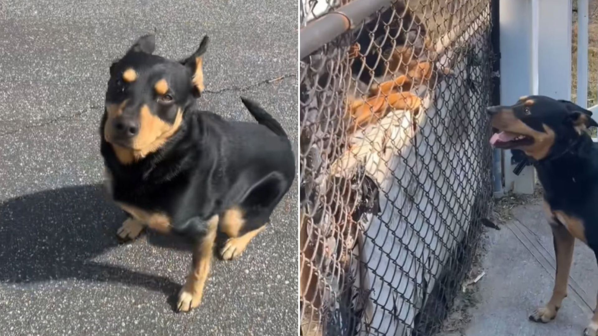 Dog Spots Something in Neighbor’s Yard